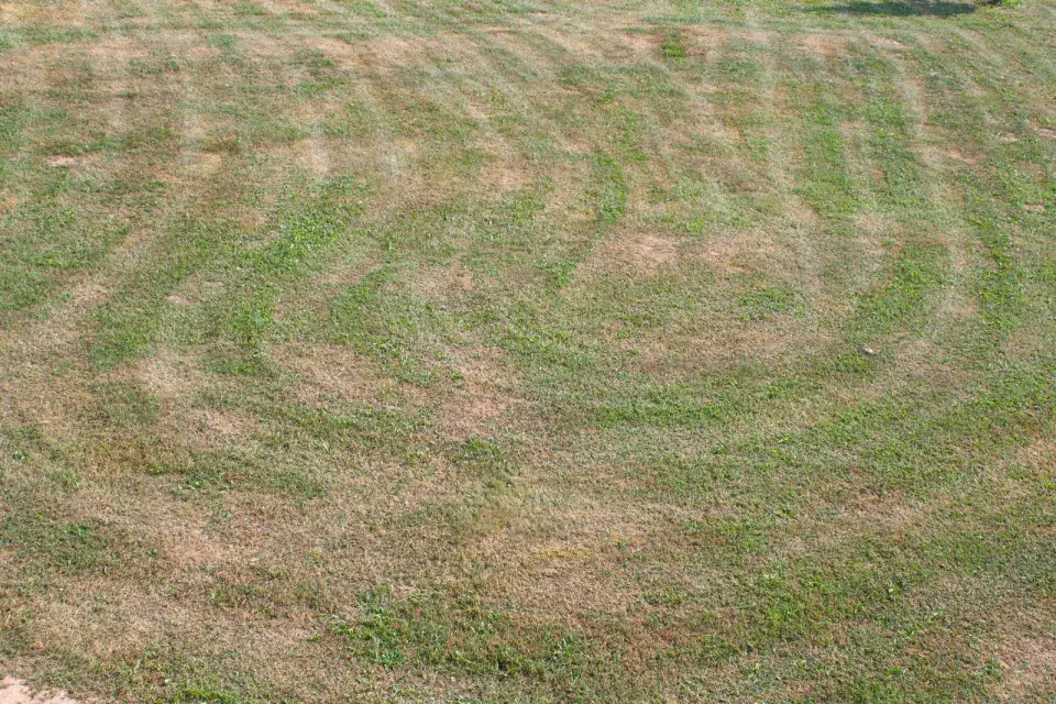 Nepěkný trávník 