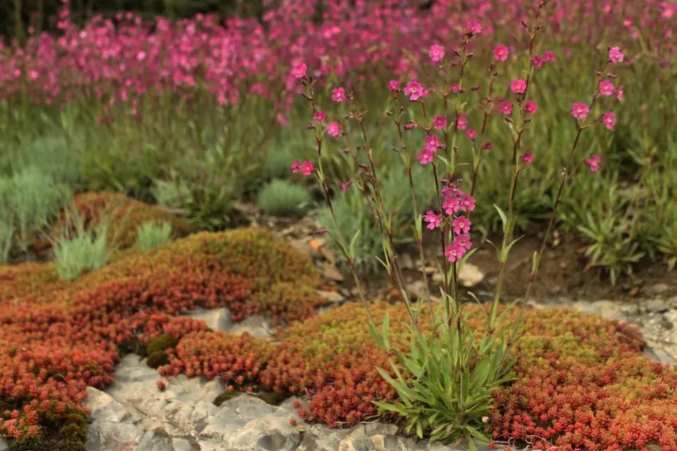 Smolnička obecná (Lychnis viscaria)