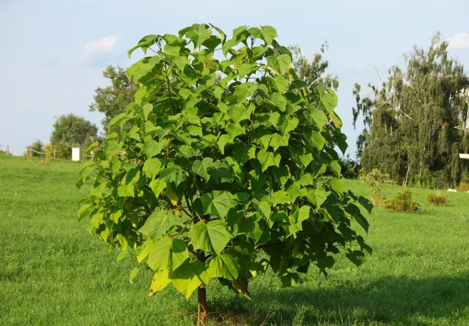 Okrasný strom