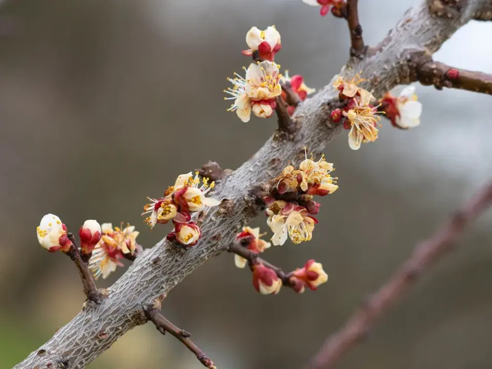 Ochrana před mrazem 