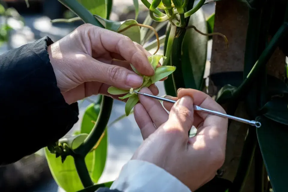 Vypěstování orchideje