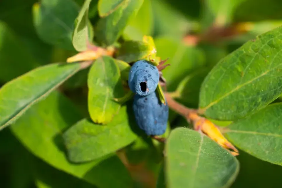 Zapomenuté jedlé keře: Dřín, muchovník, aronie a další staré odrůdy na fotografiích