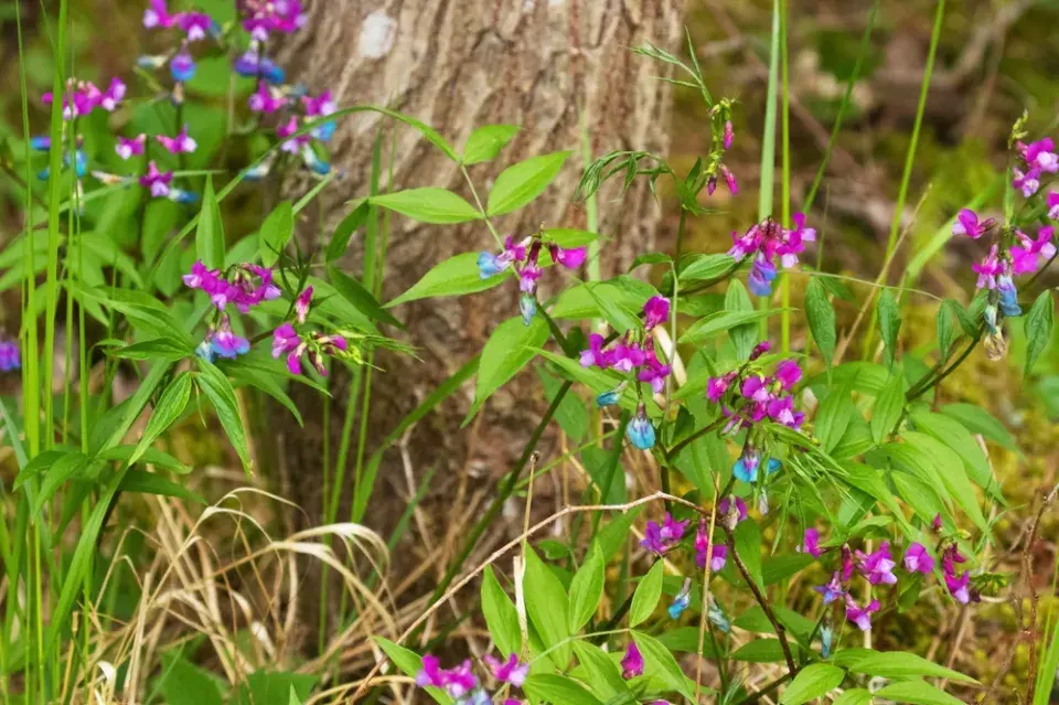 Hrachor jarní (Lathyrus vernus) 