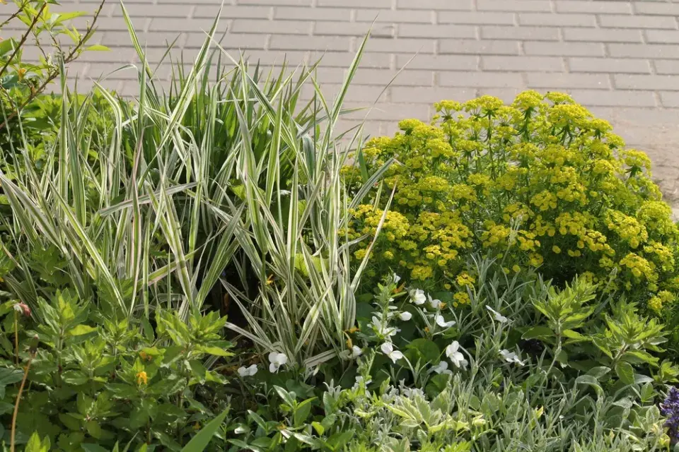 Pryšec chvojka (Euphorbia cyparissias)