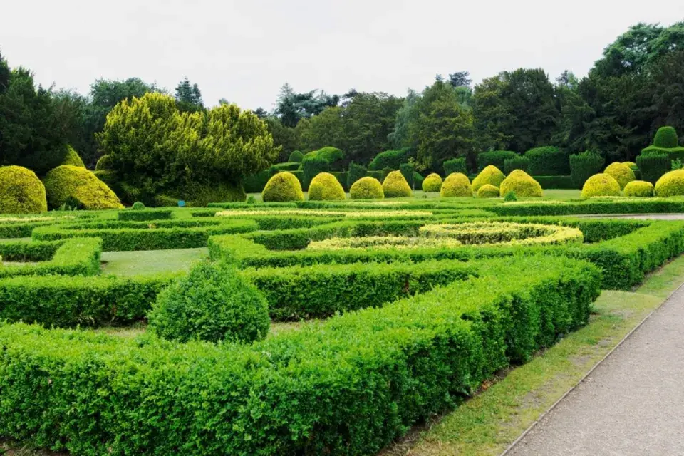 Tvarované dřeviny neboli topiary