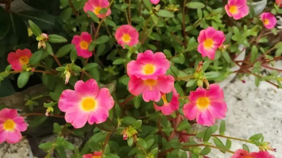 Pěstování růží