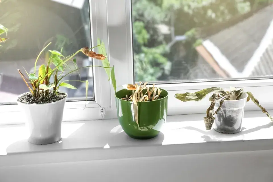 Když je vody moc: Jak vypadá přelitá pokojovka a její záchrana v praxi