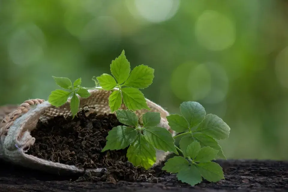 Jiaogulan neboli ženšen pětilistý
