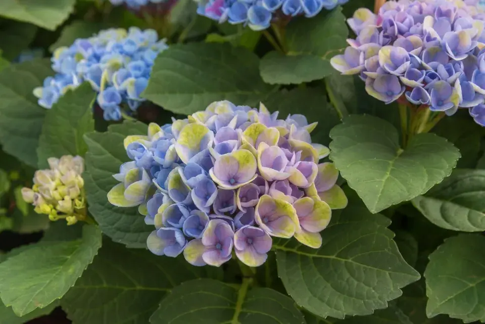 Chcete opravdu modrou hortenzii? Tohle rozhoduje o barvě květů víc než sazenice z obchodu