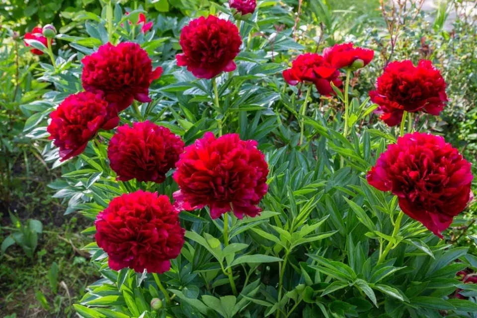 Pěstování pivoněk