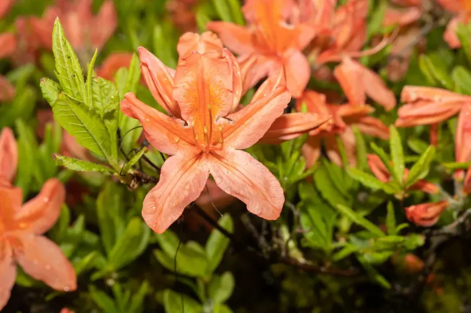 Japonské azalky: Inspirace z barevné zahrady