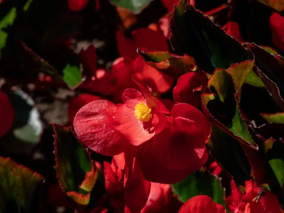Begonia x benariensis