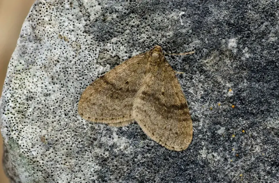 Píďalky se líhnou v dubnu