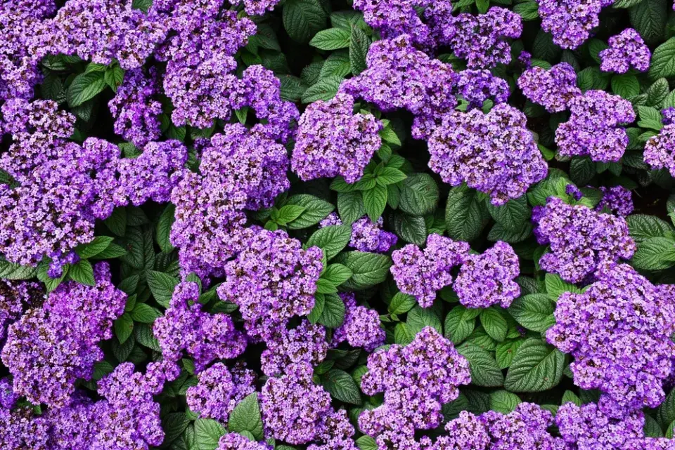  Jak pěstovat voňavý vanilkový keřík celé roky