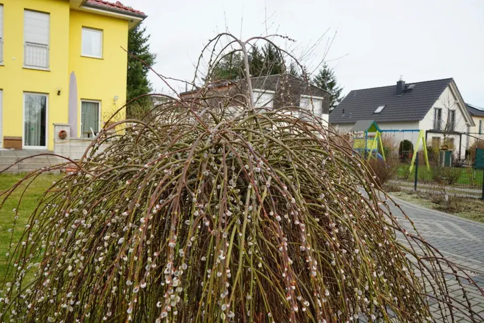 Převislá vrba jíva