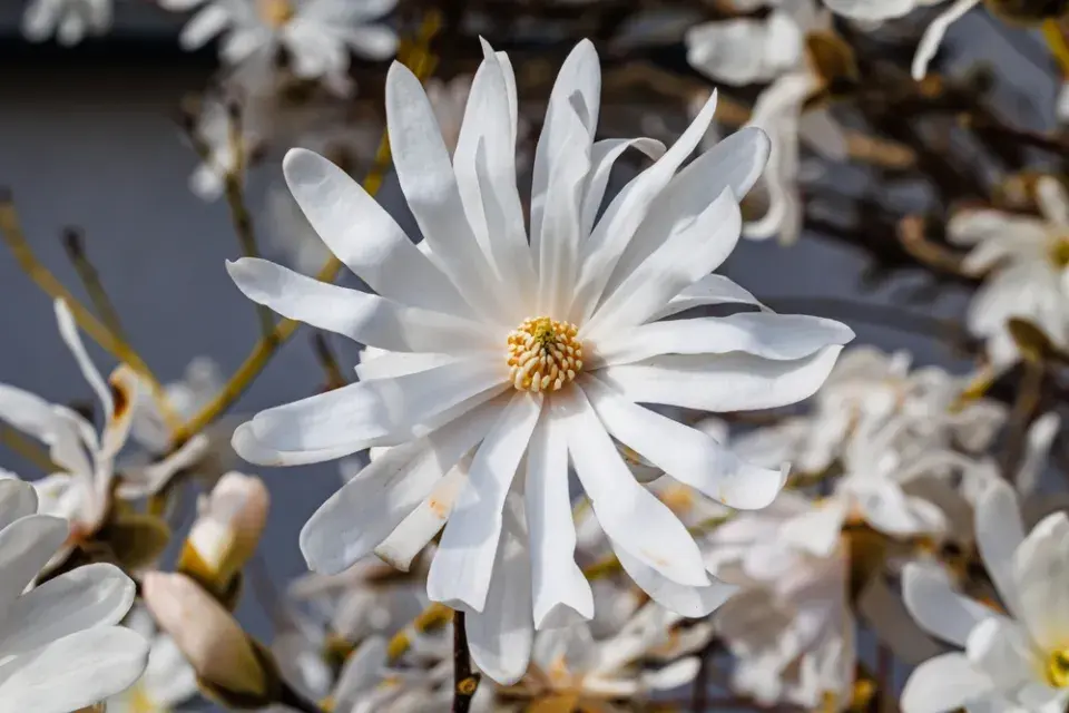 Magnólie hvězdovitá (Magnolia stellata) 