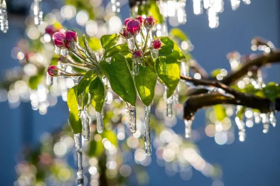 Co umí jarní mrazíky a jak před nimi ochránit ovocné stromy