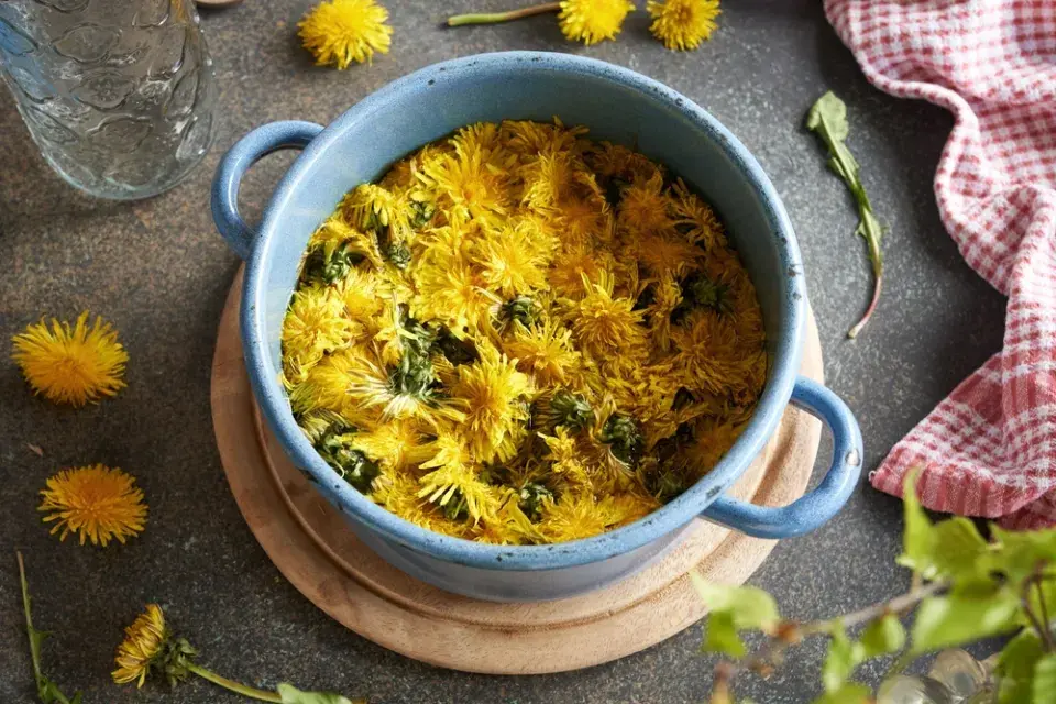 Využití pampelišek