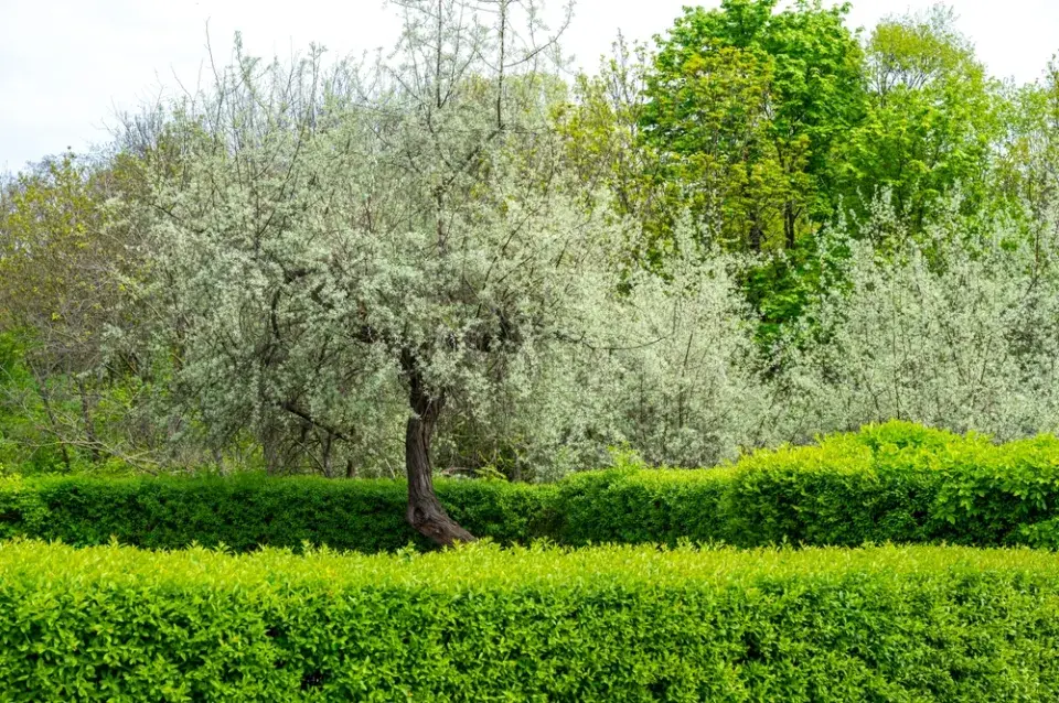 hlošina (Elaeagnus) 