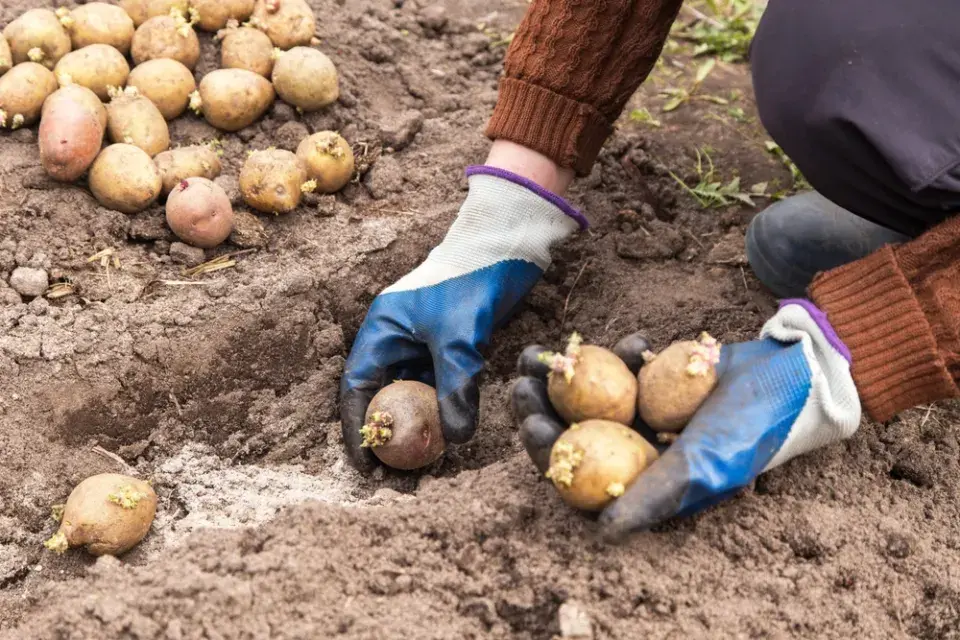 Sázení brambor