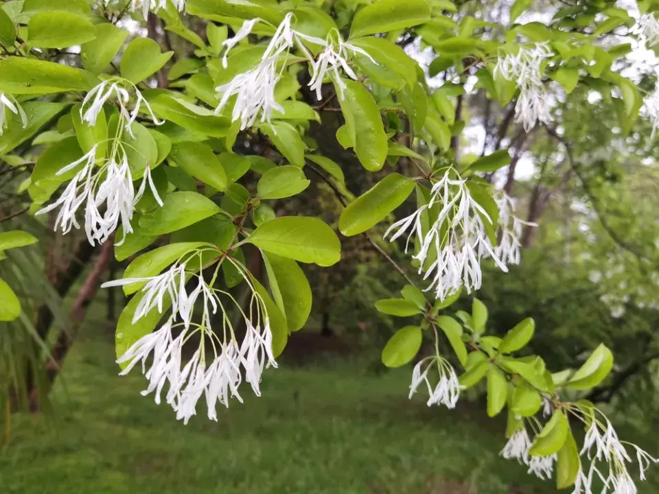 bělas viržinský (Chionanthus virginicus) 