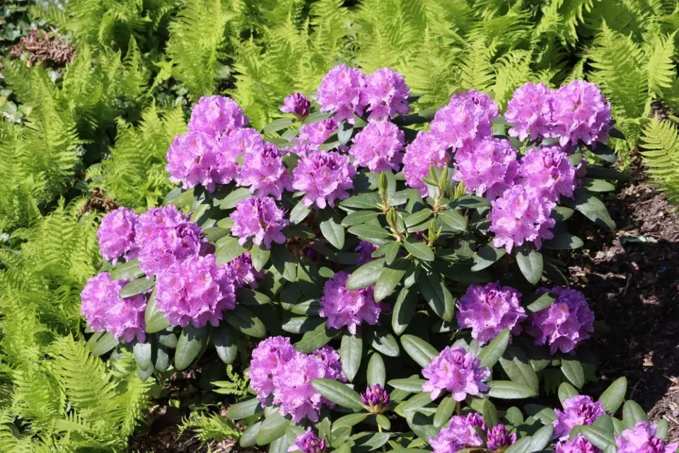  Odrůdy rododendronů v plné kráse: Inspirace pro vaši zahradu