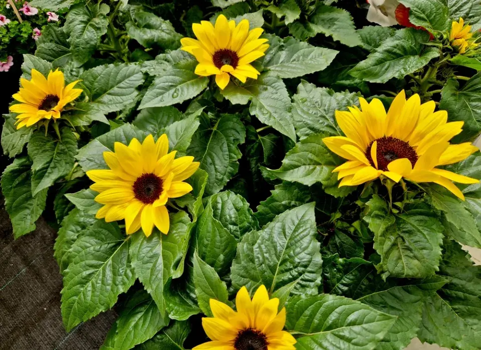 Slunečnice roční (Helianthus annuus)