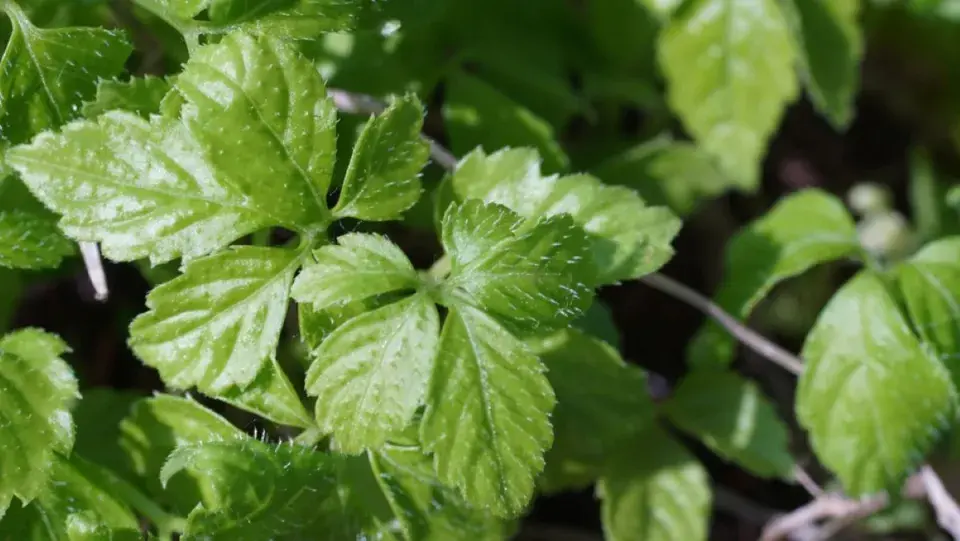 Ženšen pětilistý