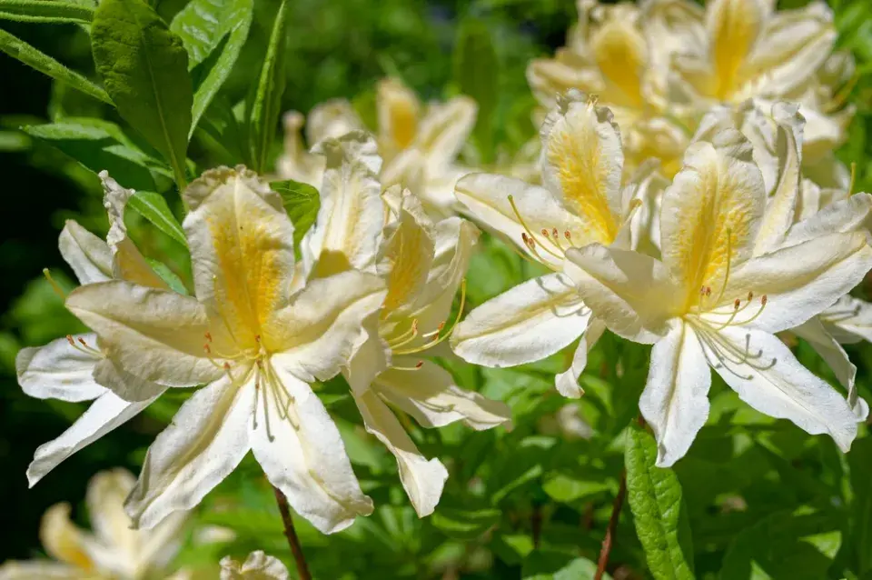 Japonské azalky: Inspirace z barevné zahrady