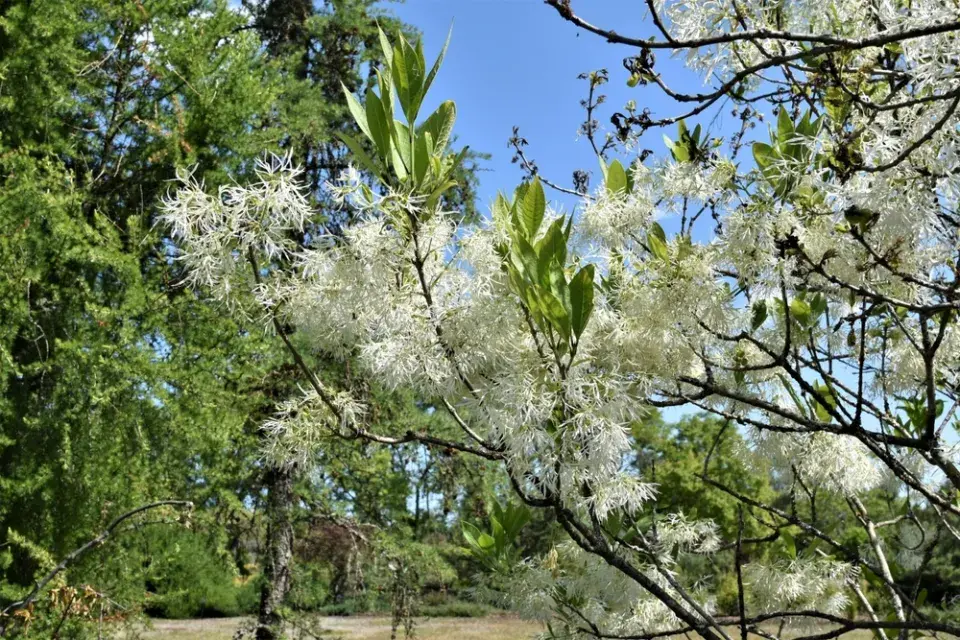 bělas viržinský (Chionanthus virginicus) 