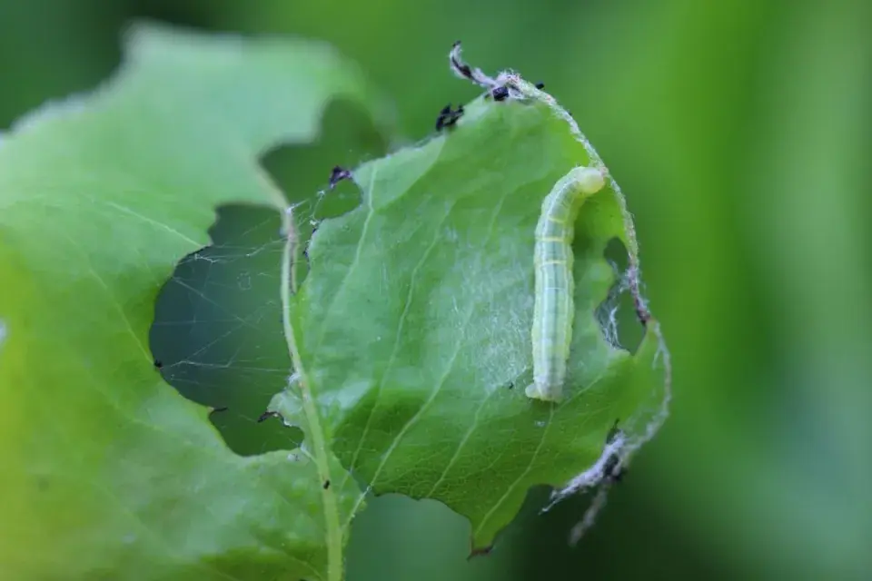 Píďalky okusují listy nejen habrů
