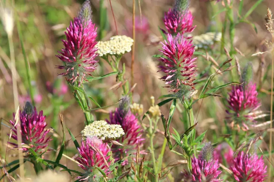 Jetel červenavý (Trifolium rubens) 