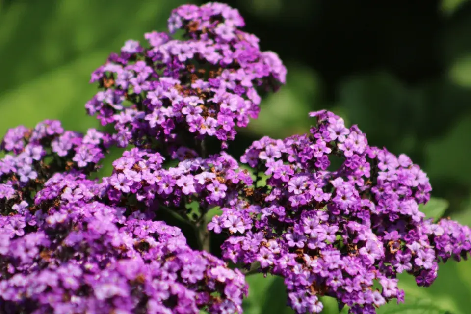 Jak pěstovat voňavý vanilkový keřík celé roky