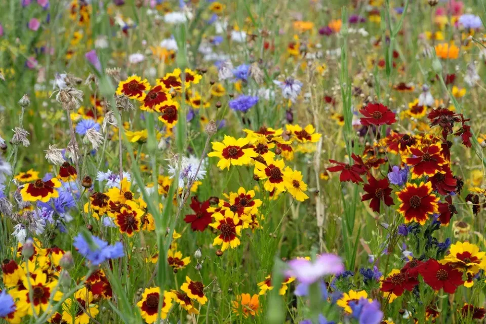 Krásnoočko dvoubarvé (Coreopsis tinctoria) 