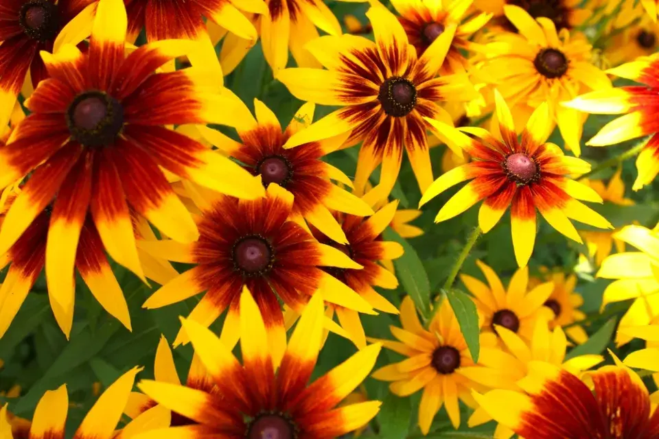 Rudbeckia hirta