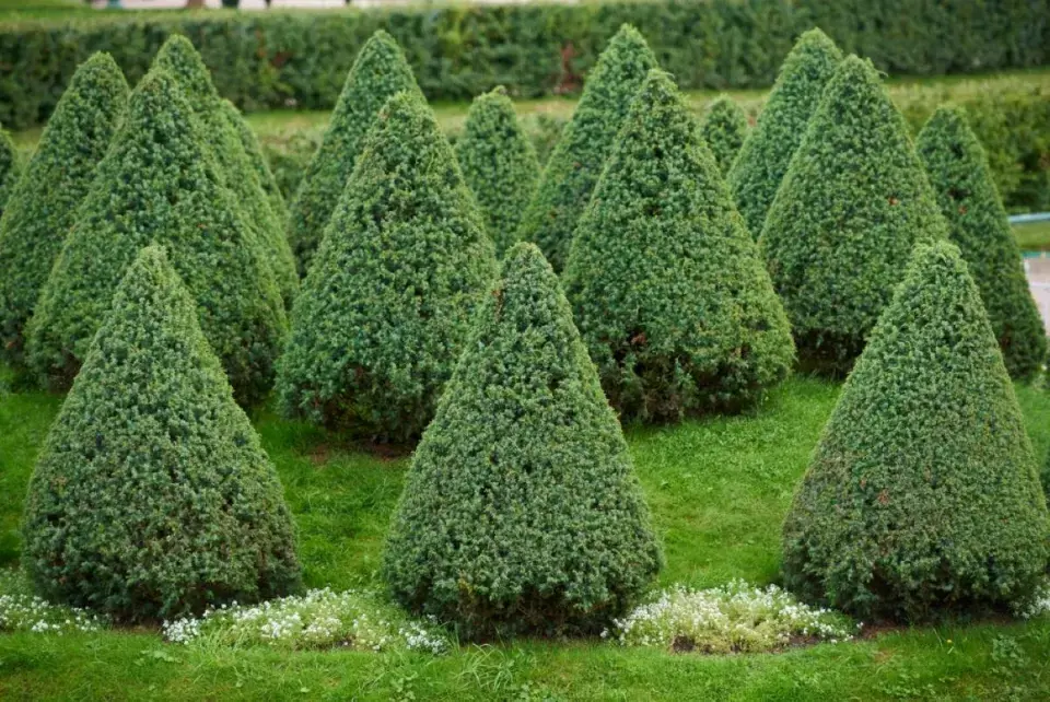 Geometrické topiary