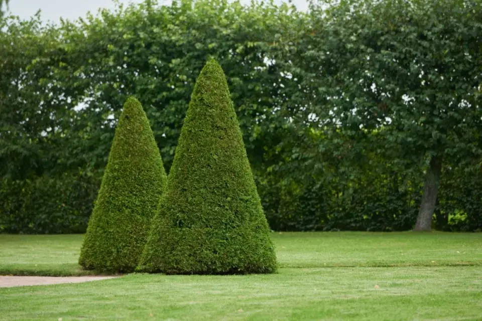 Topiary