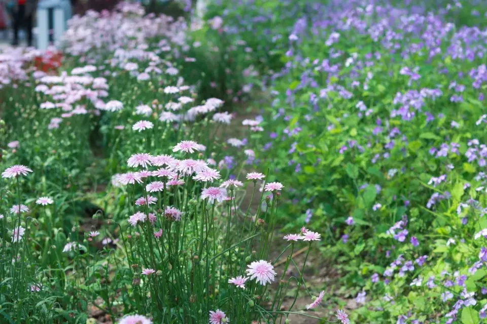 Škarda červená (Crepis rubra) 