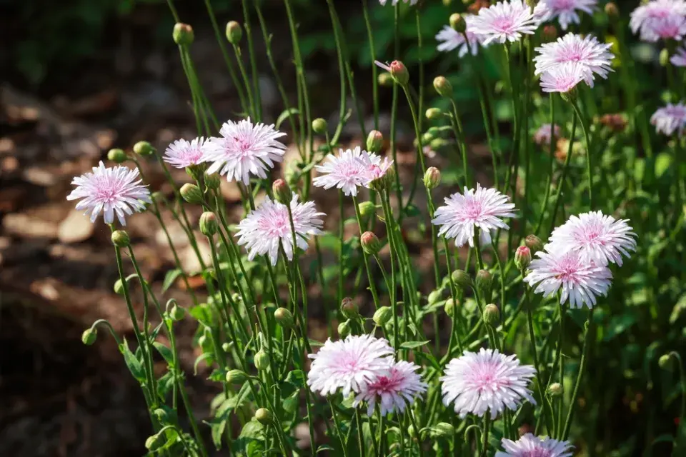 Škarda červená (Crepis rubra) 