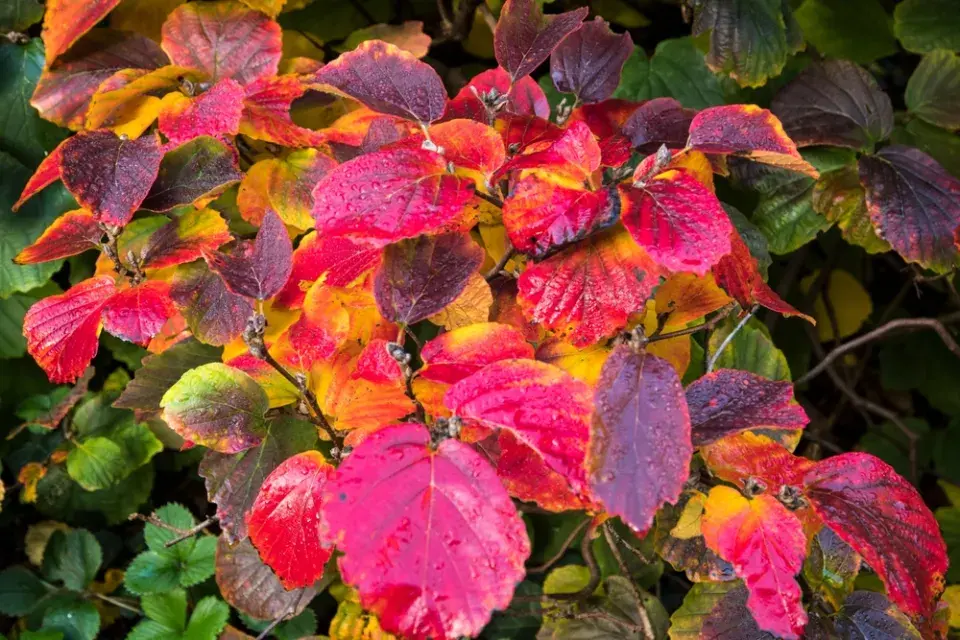 Kuska (Fothergilla) 