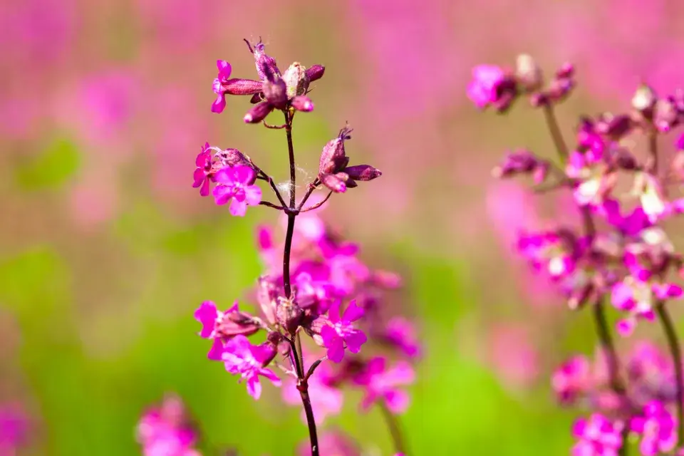 Smolnička obecná (Lychnis viscaria)