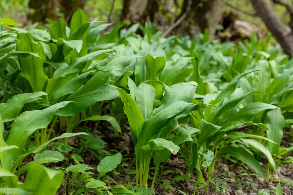 Medvědí česnek (Allium ursinum) 