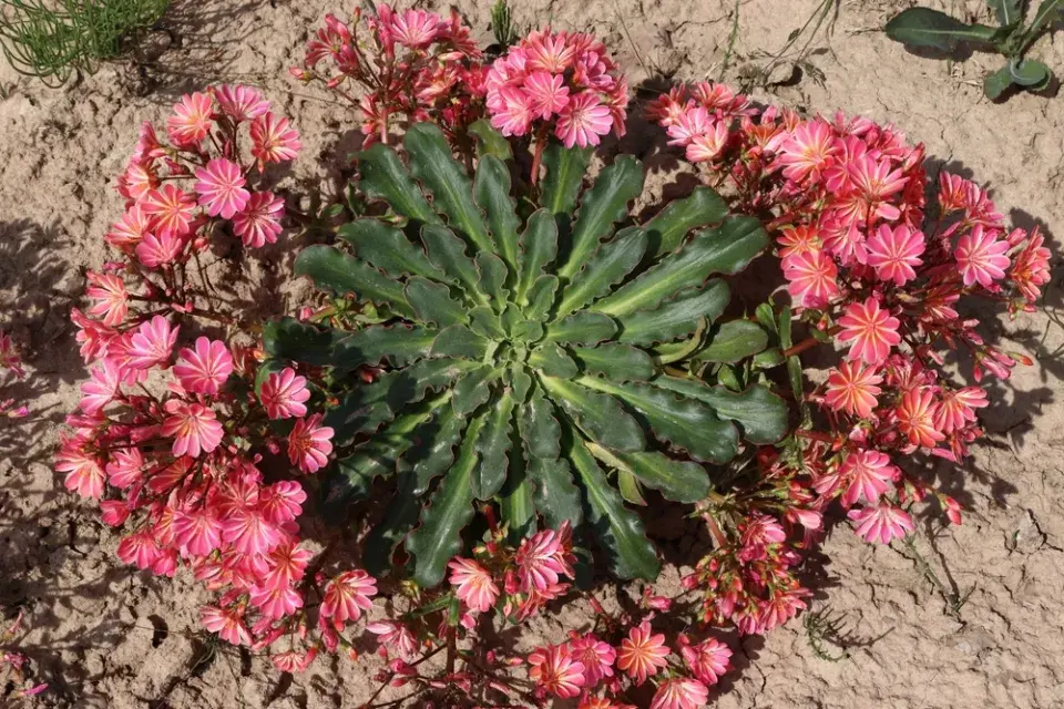 levisie květnatá (Lewisia cotyledon)