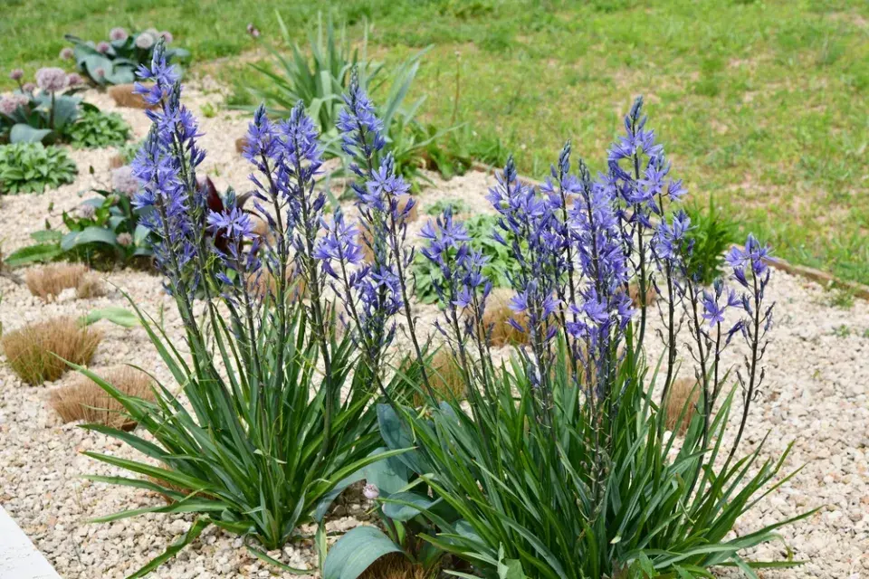 ladoník modrý (Camassia leichtlinii) 