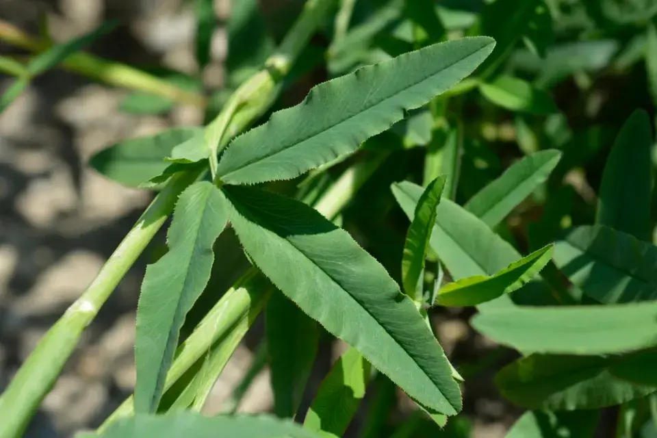 Jetel červenavý (Trifolium rubens) 