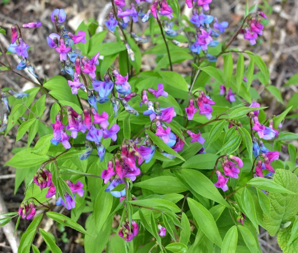 Hrachor jarní (Lathyrus vernus) 