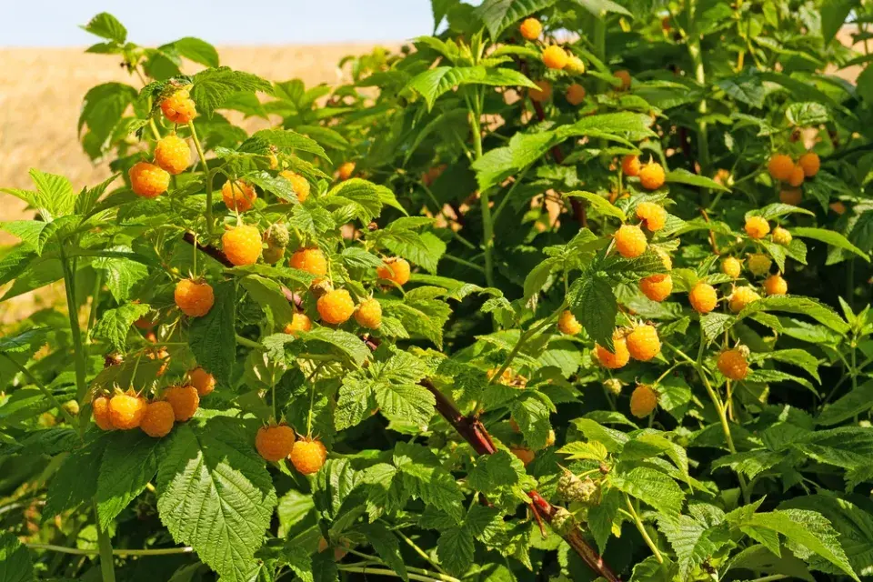 Péče o maliníky krok za krokem: Dubnový řez, hnojení a triky pro rekordní úrodu