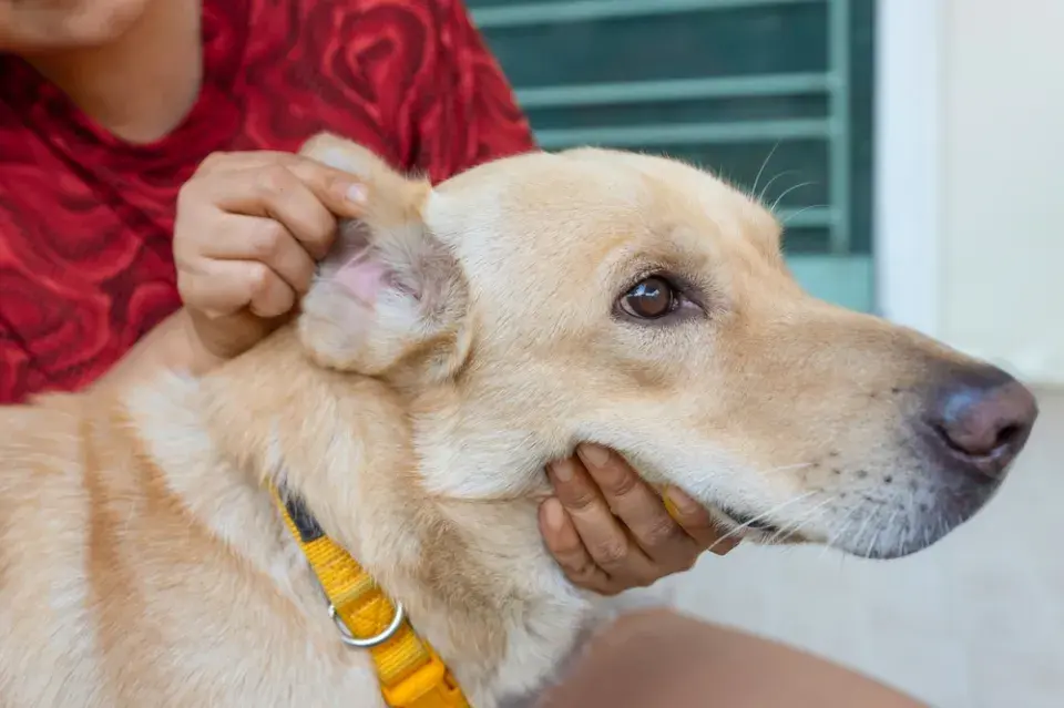 Klíšťata u psa: Nejčastější místa a správný postup odstranění