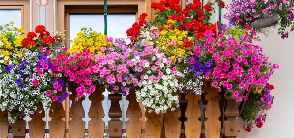 Péče o balkonové rostliny