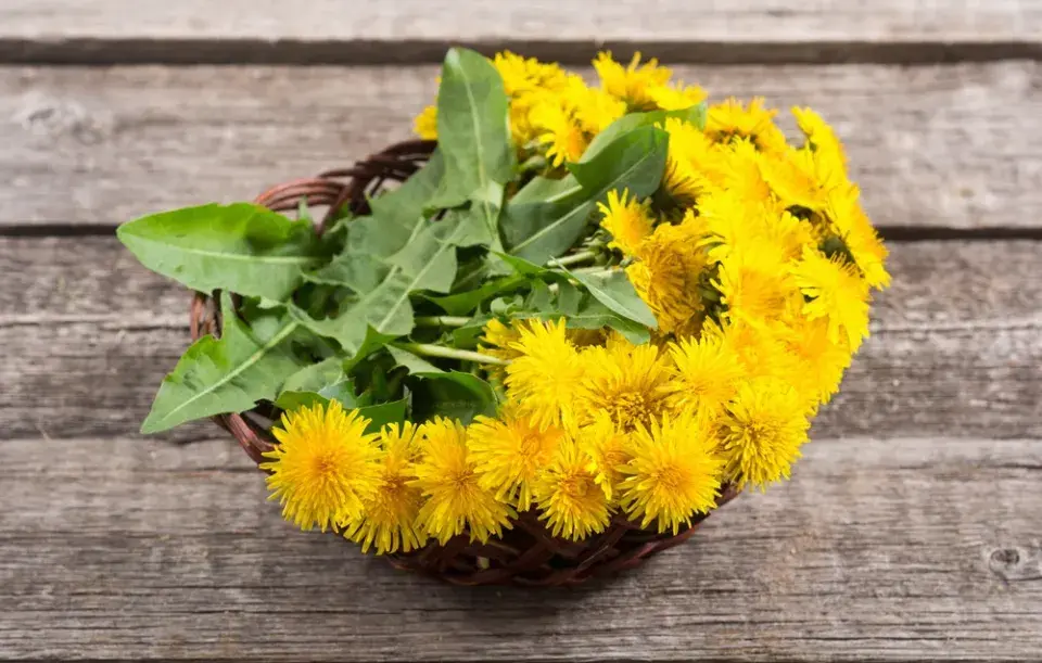 Využití pampelišek